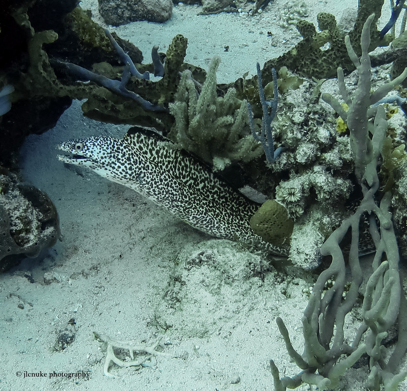 Spotted Eel Bahamas 11-2020