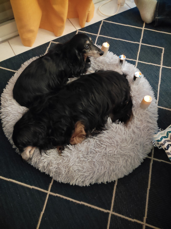 [Image: IMG-20211224-192401.jpg]