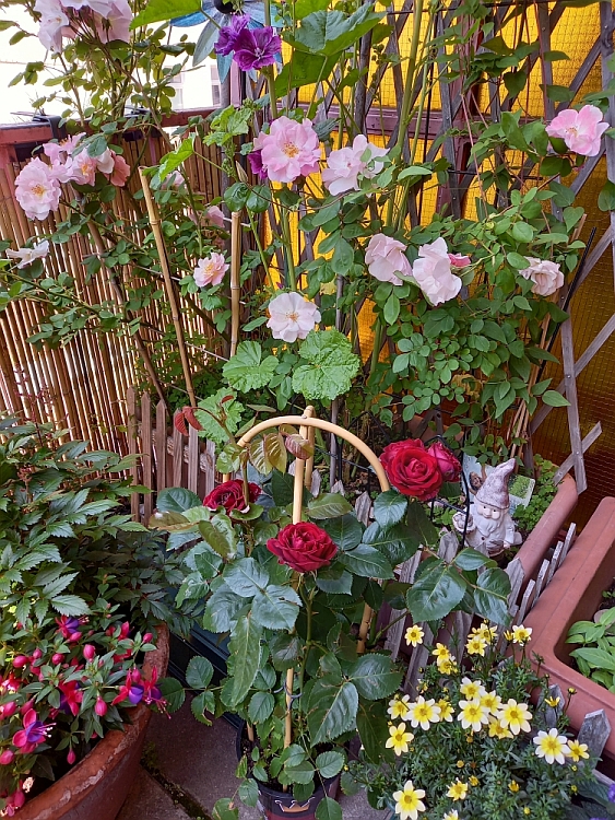 [Bild: rosensaison2021-03.jpg]