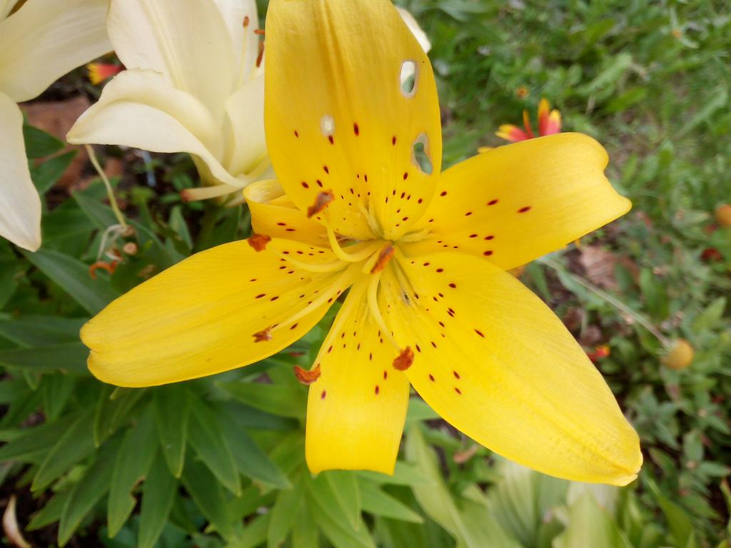 IMG_20190712_142021