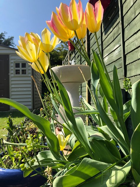 crocus-spring-2022.jpg