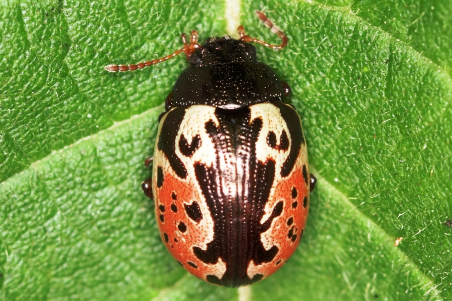 Calligrapha rhoda
