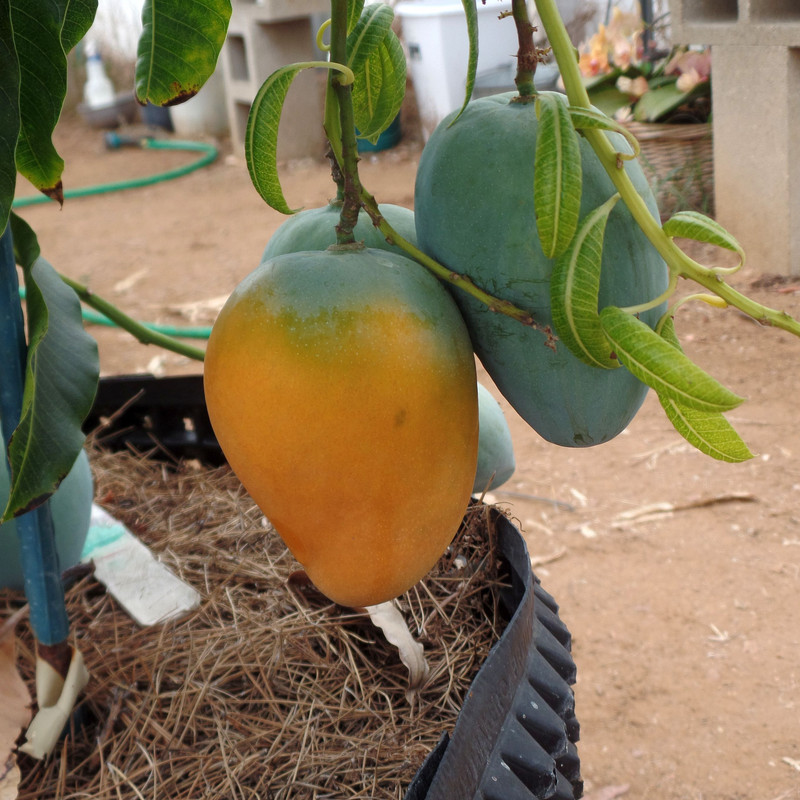 SweetTartJuly24Fruit