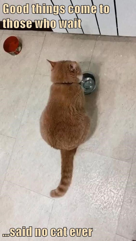 said-no-cat-ever