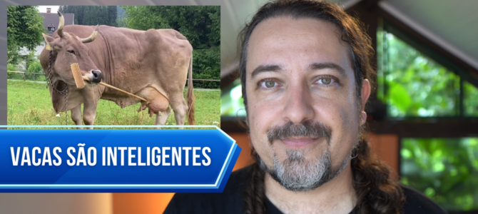 Ciência comprova que bovinos sabem usar ferramentas