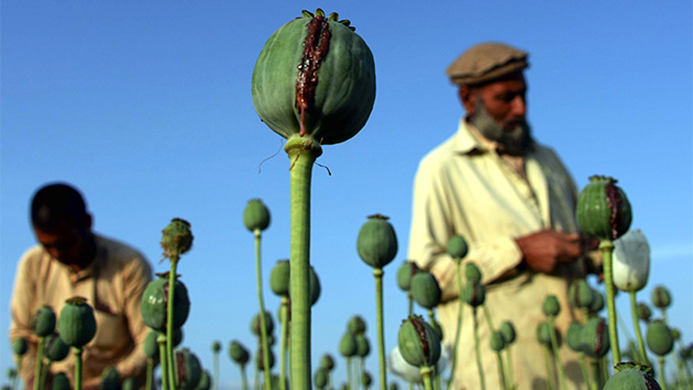 Canibalismo se desata en clínicas de rehabilitación dirigida por Talibanes