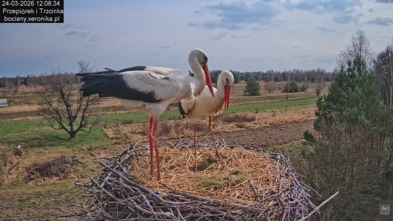 24032026bociany 15