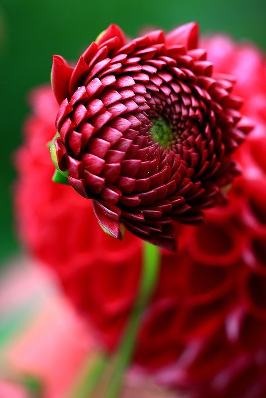 redbuddingdahlia.jpg