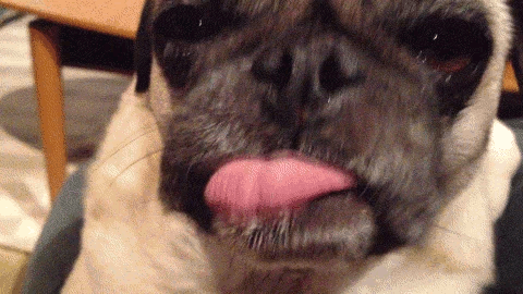 dog-licking.gif