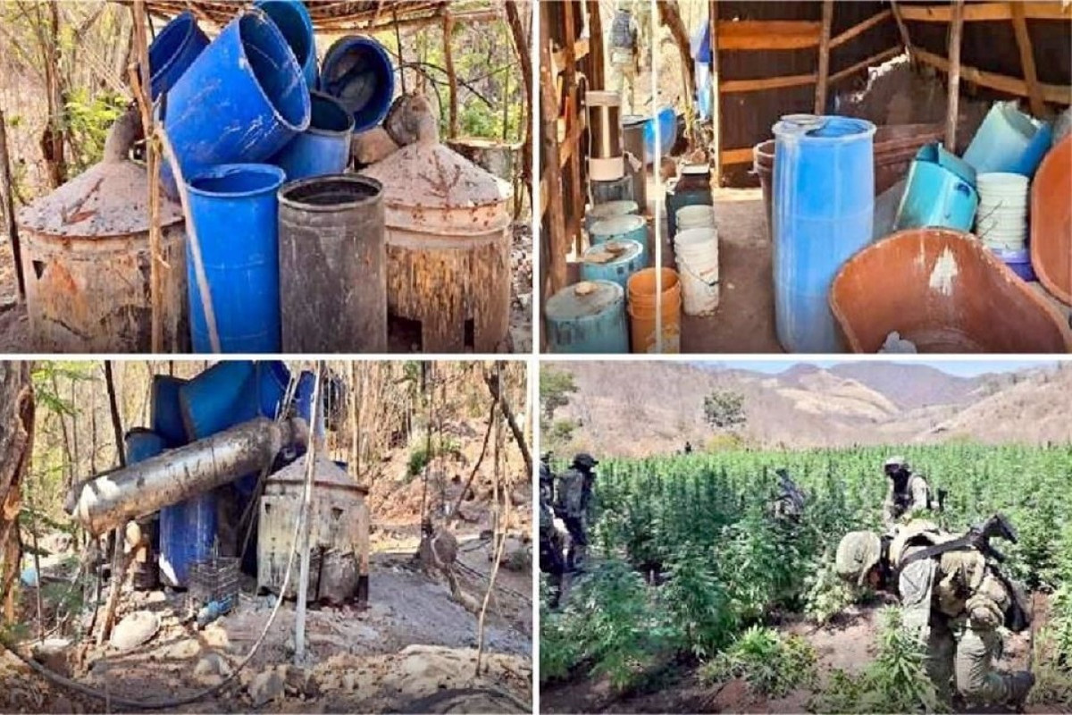 Ejército desmanteló 5 narcolaboratorios y destruyó plantíos de marihuana