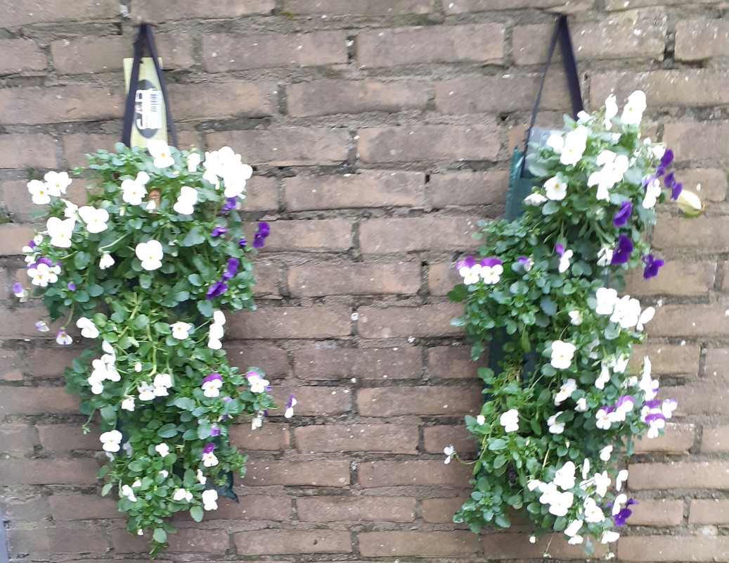 winterviooltjes