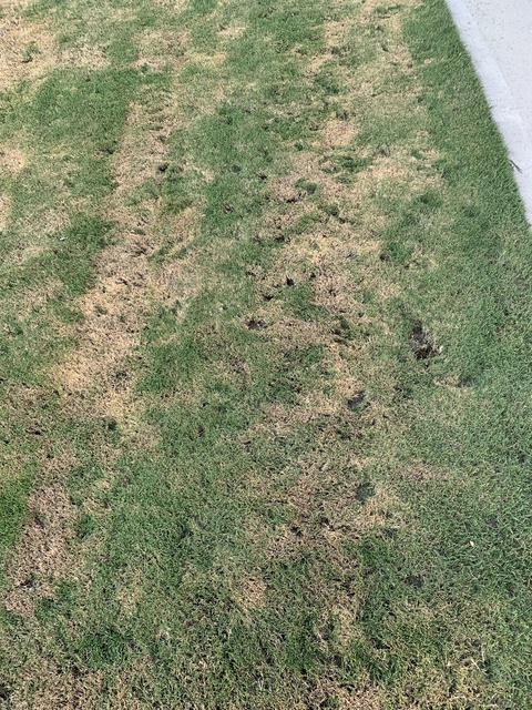 Weird holes in yard. Is it pest or fungus? Help!