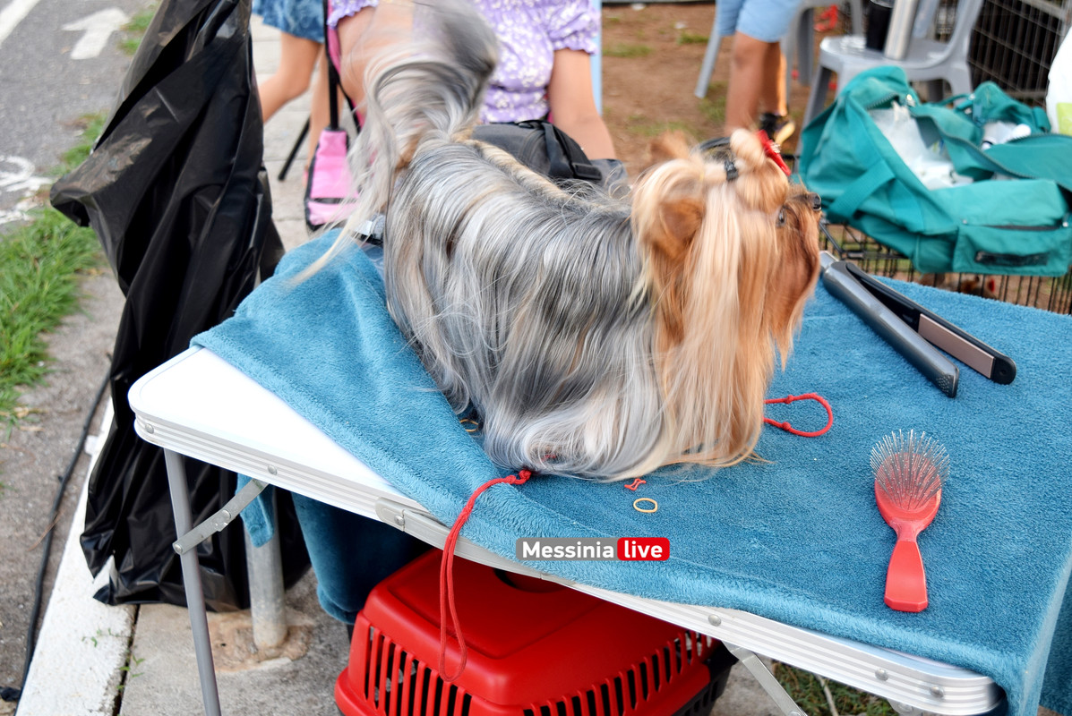 παρκο σκυλιαDSC_0938