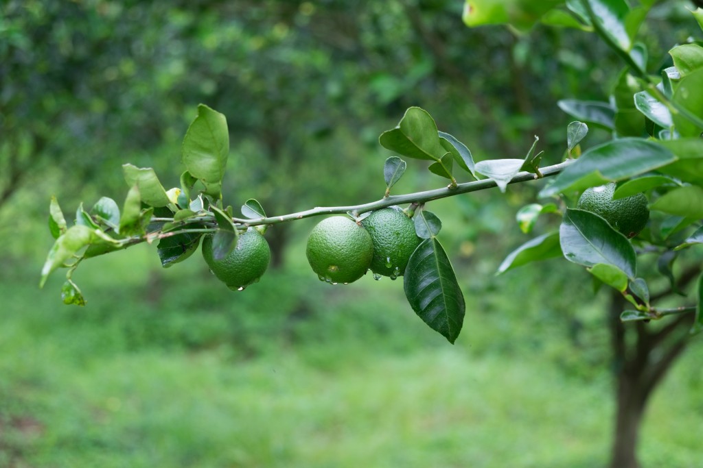 Yuzukichi ゆずきち