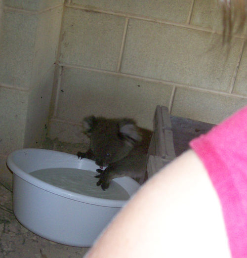 Koala1.jpg