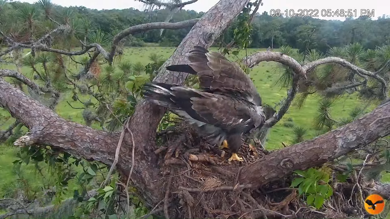 EC Nest Cam 3-17-35 screenshot (1)