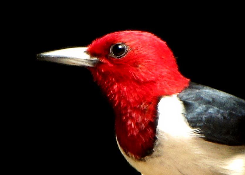 redheadedwoodpecker.jpg