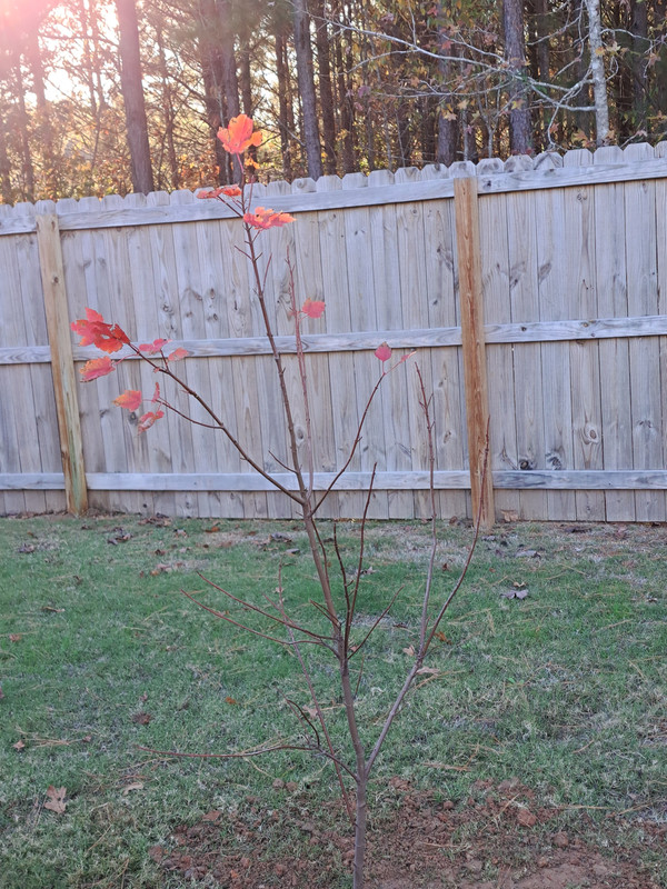 [Image: October-Glory-Red-Maple-backyard-01-Dec2023.jpg]