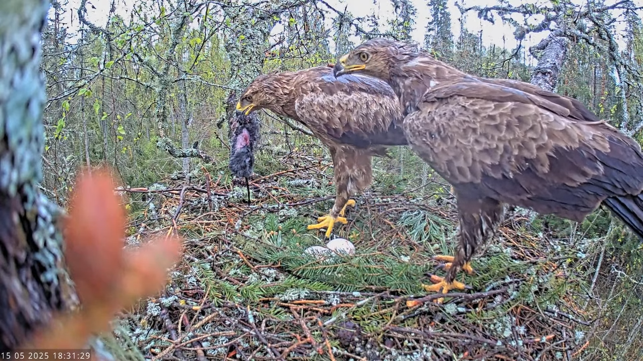 Väike-konnakotkas __ Clanga pomarina __ Lesser Spotted Eagle 14-54-8 screenshot