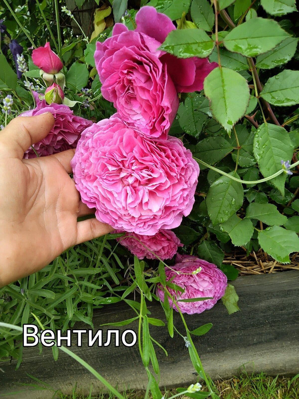 IMG_20250304_110918