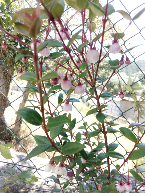 DSC_0287_resized_20190608_122243255