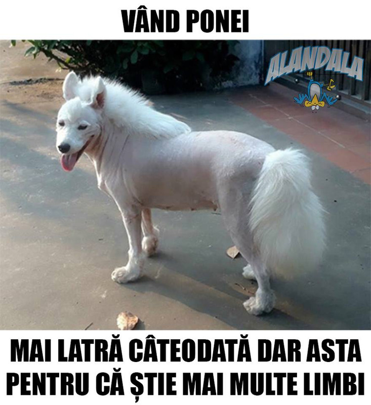 Vand ponei