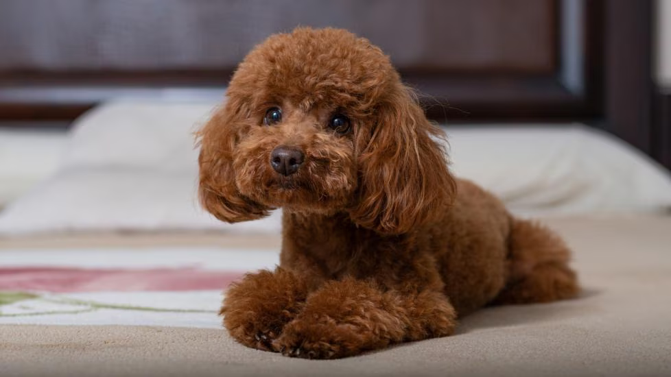toy poodle