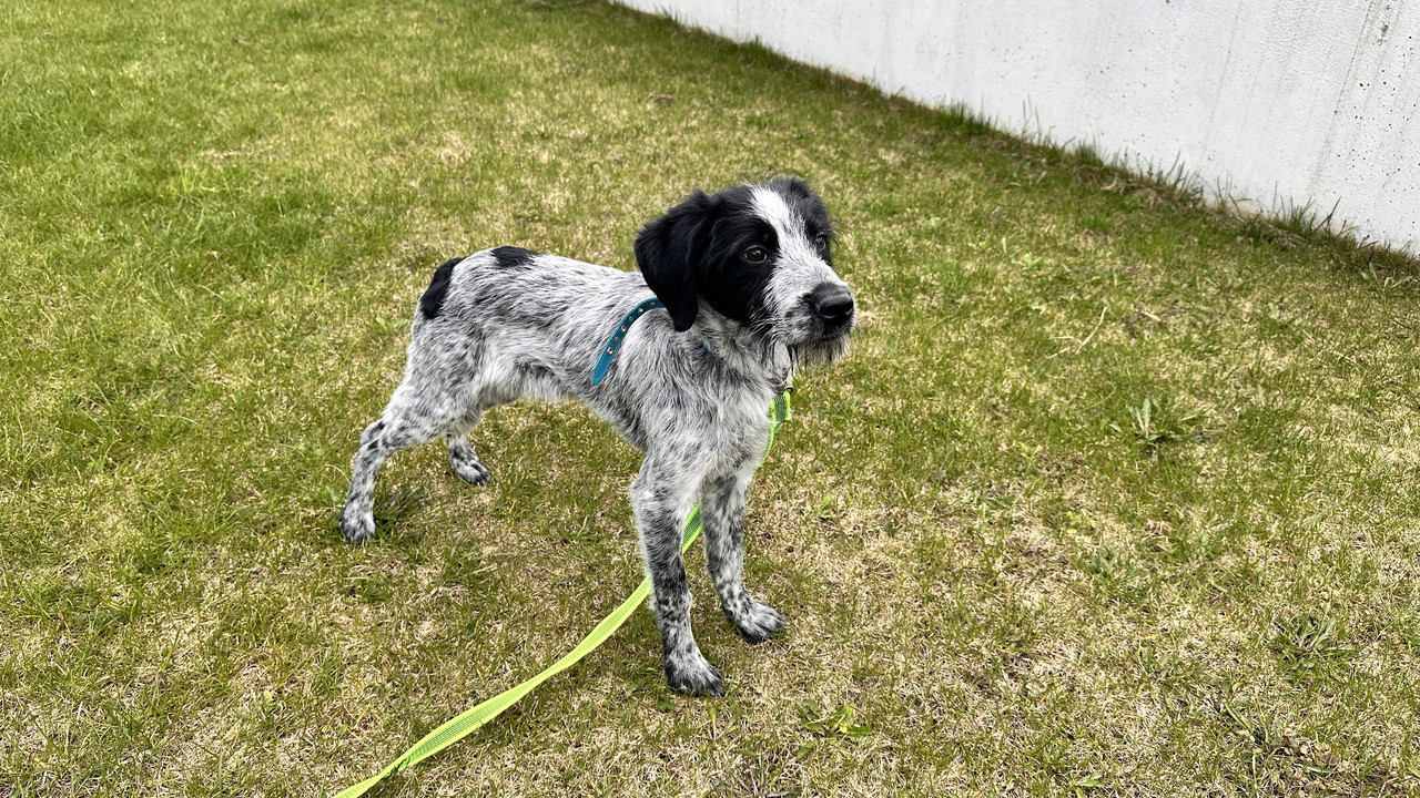 Drat Charli stands in profil green