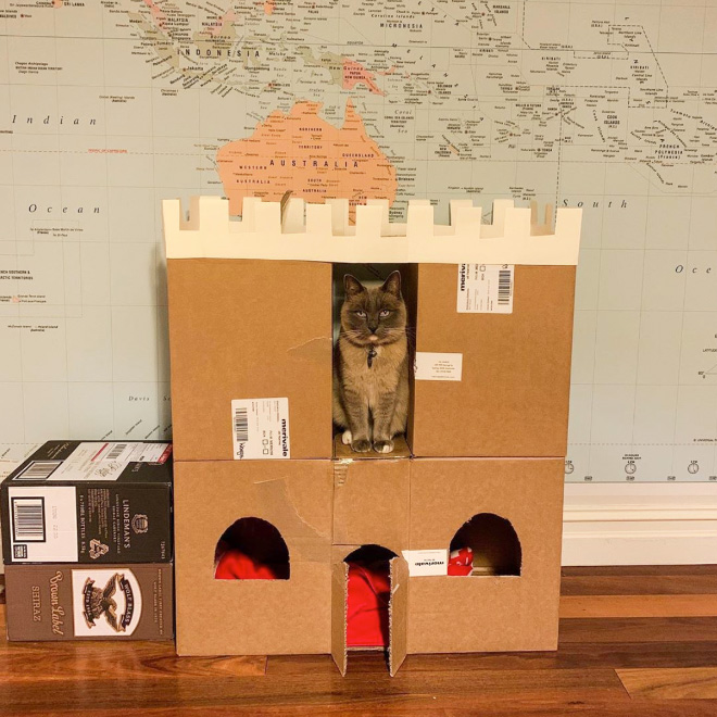 cat-forts21.jpg