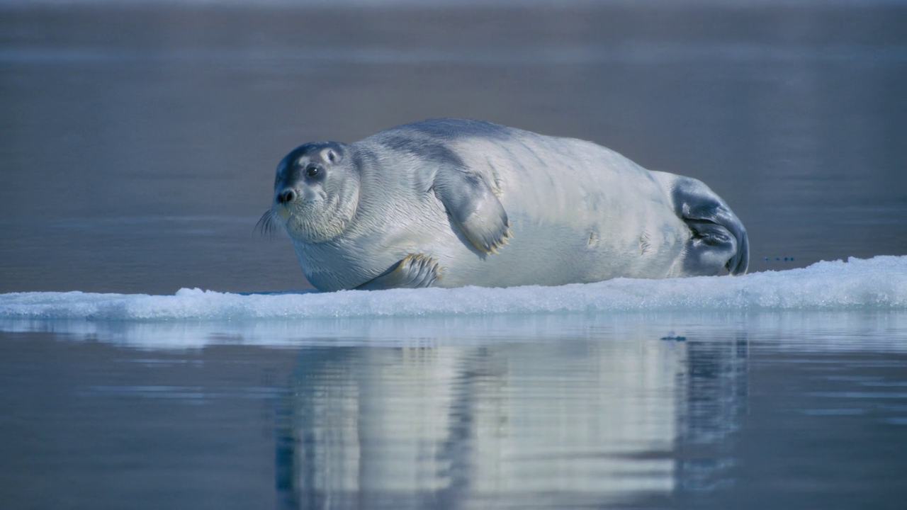 Bear Witness 2022 1080p WEB DL AAC x264 BluBeast