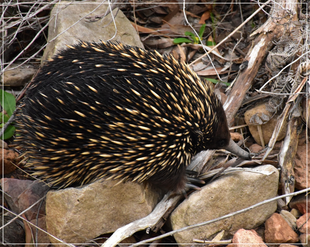 Australia (I): toma de contacto - Blogs de Australia - Grampians National Park (23)