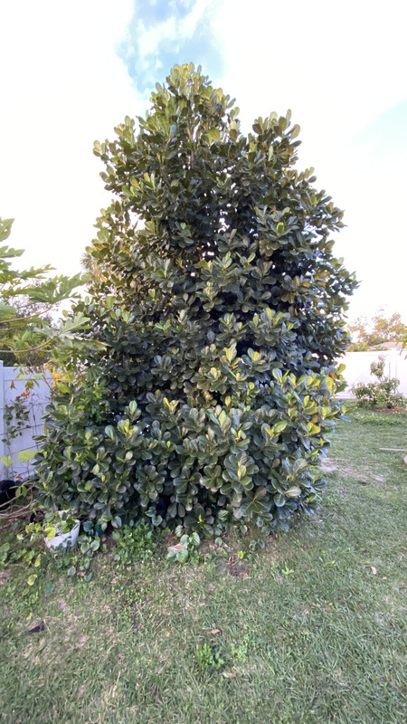 JF4