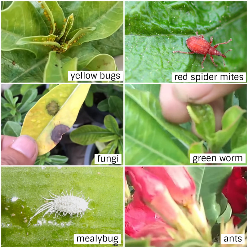 insects-bugs-during-rain-for-adenium-desert-rose.jpg