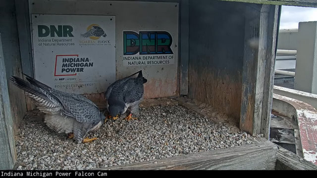 Fort Wayne falcon cam Przechwytywanie-w-trybie-pe-noekranowym-12-12-2022-211113