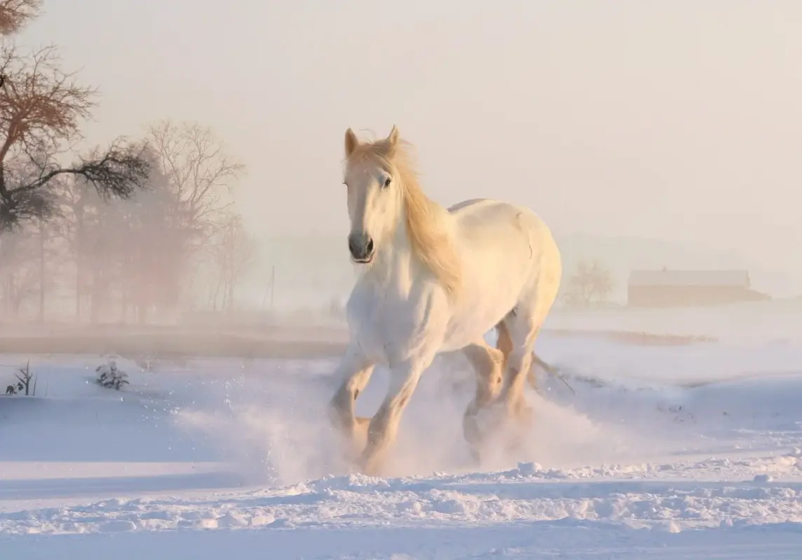 white-horse-new.webp