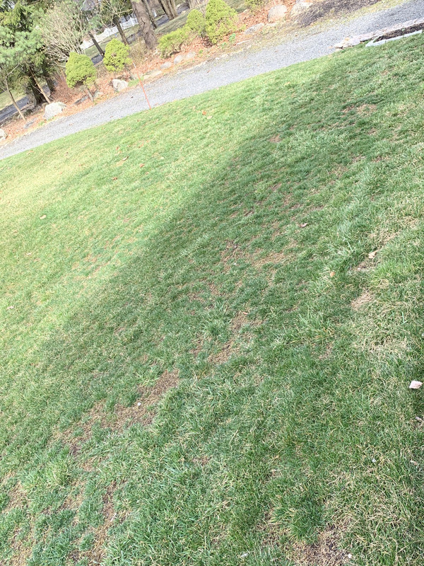 Please help identifying my problem | Lawn Care Forum