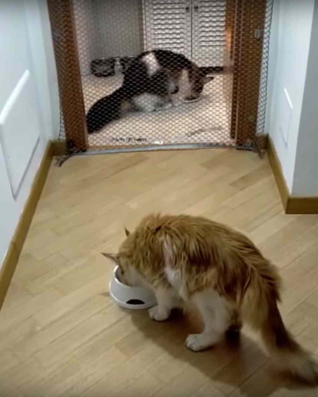 _gatti imparano a conoscersi