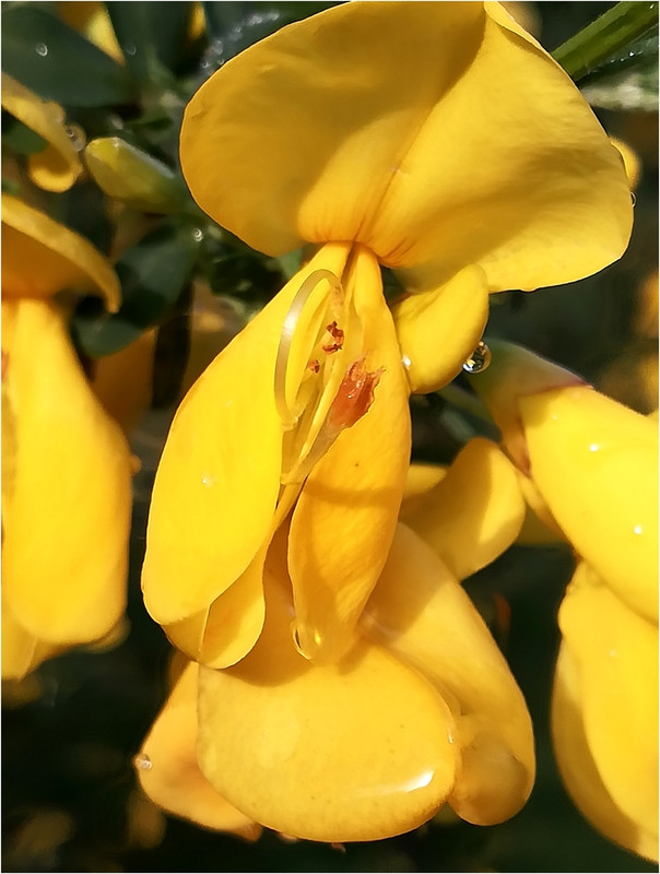 Jaune d'or & jaune citron IMG-20190427-085723