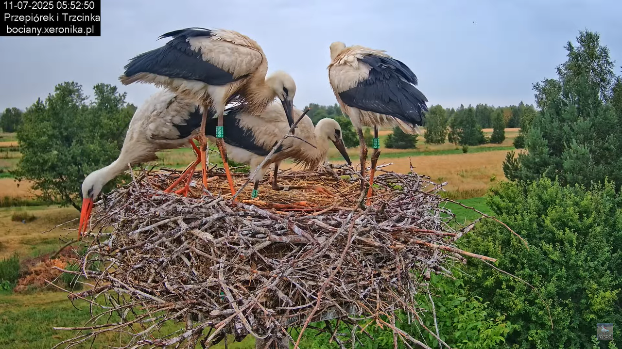 11072025bociany9