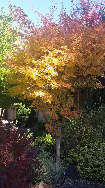 [Image: 20181016-121512.jpg]