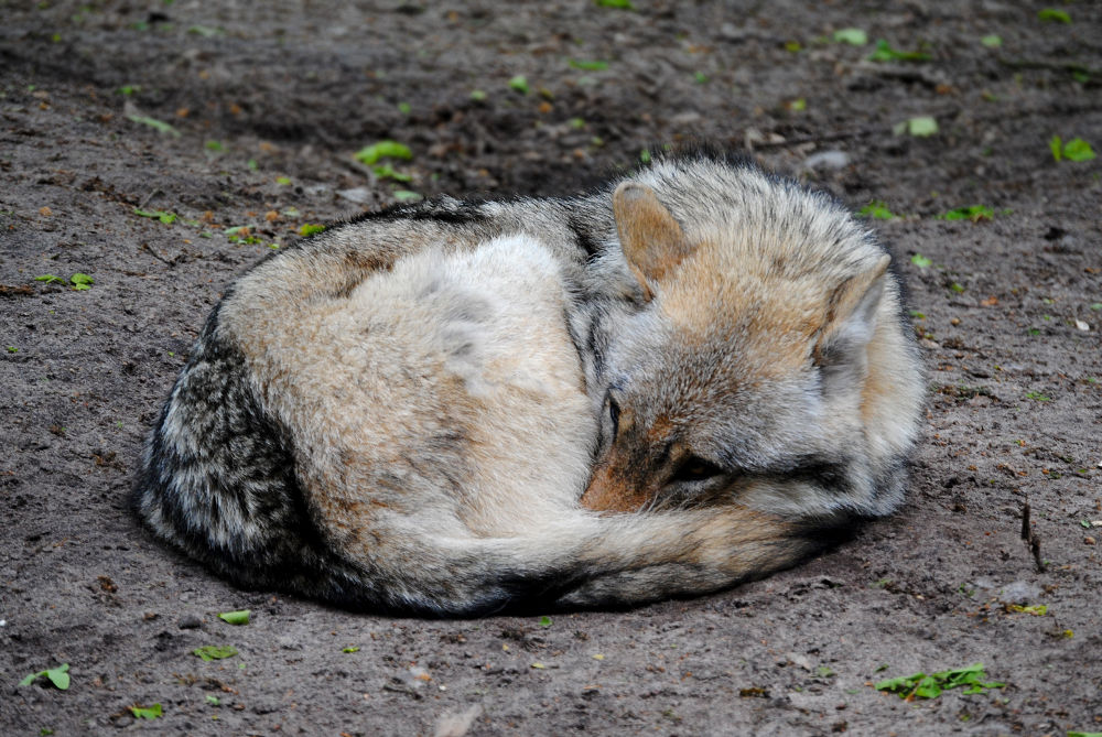 sweet-dreams-2-by-quiet-bliss-d8013u6-fullview.jpg