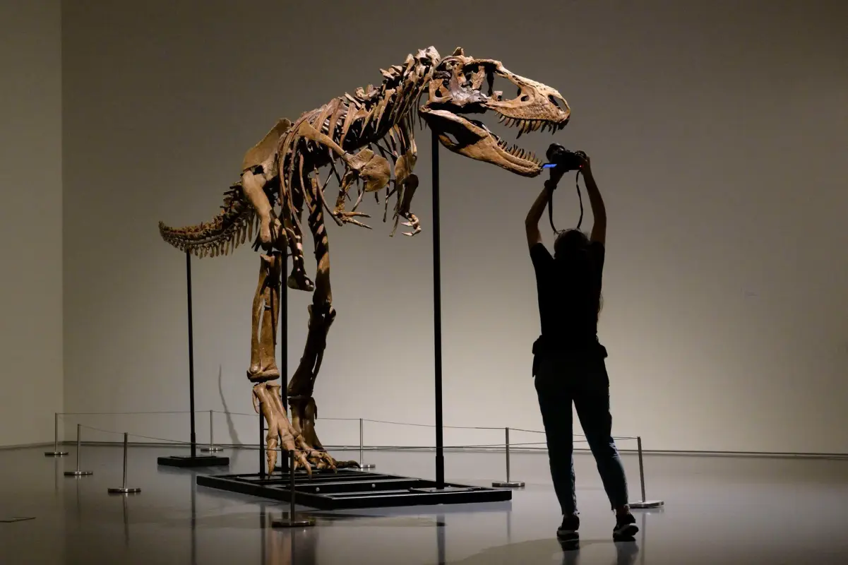 Estados Unidos Un raro esqueleto de dinosaurio pronto será subastado en Nueva York_Cuba Impacto