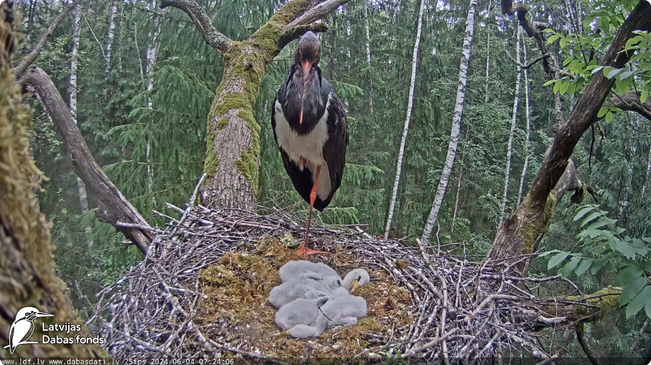 Screenshot 2024-06-04 at 07-16-15 (1) Melnais stārķis (Ciconia nigra) Ogres novadā - LDF tiešraide -