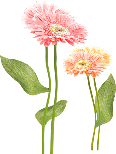 KBK_InTheSpring (31)