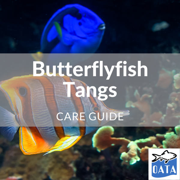 OATA Marine fish guide Butterflyfish... - Lincs Aquatics