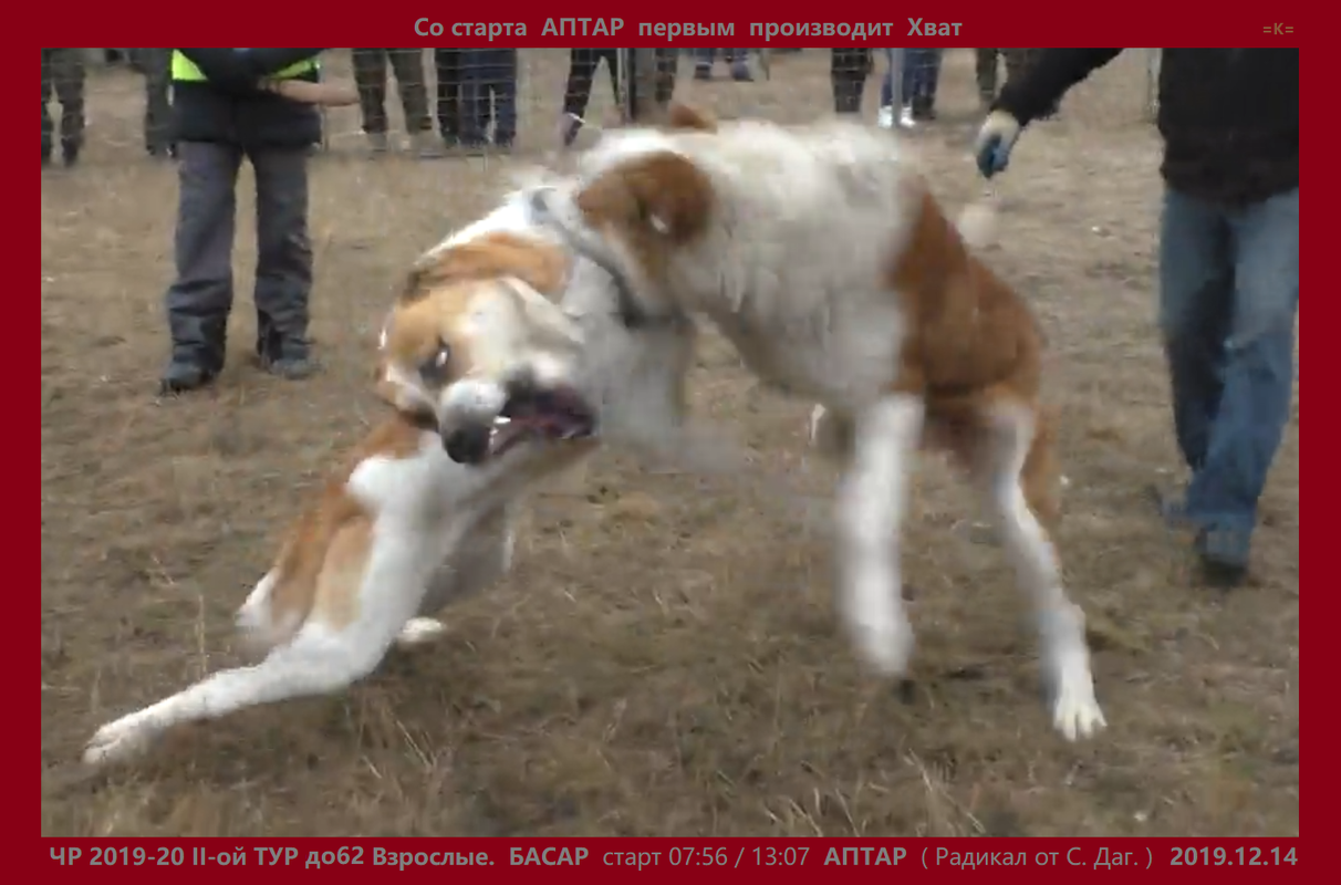 ЧР 2019-20 2Т 2019.12.14 СрВ Взр. АПТАР рыж х БАСАР б.рыж Den 17