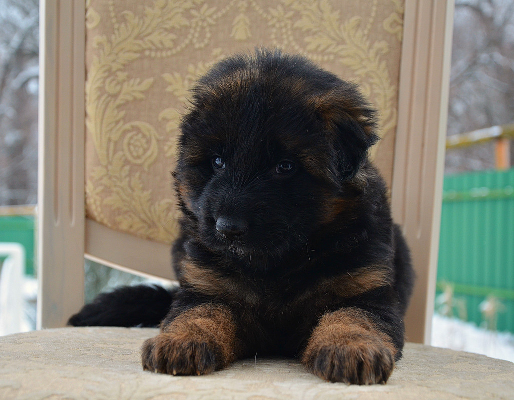 Купить Собаку В Старой Руссе