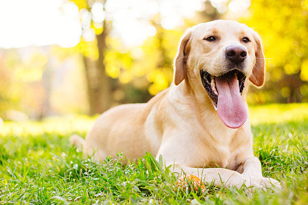 Labrador-Retriever-Dog-Puppy.jpg