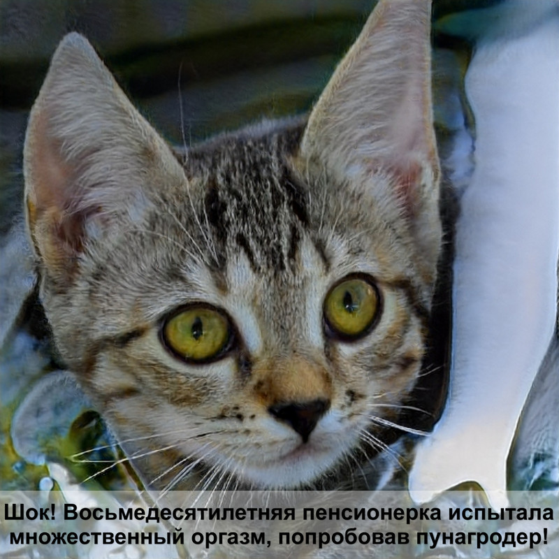 как выбрать породу кошки