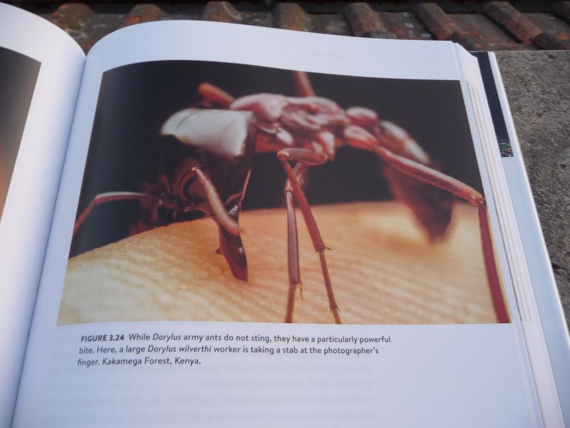 Ant-book6.jpg